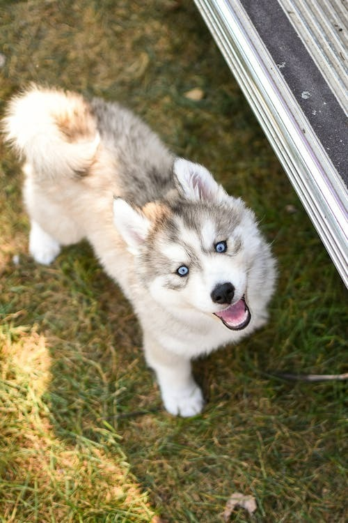 Pomsky Puppy For Sale - Florida Fur Babies
